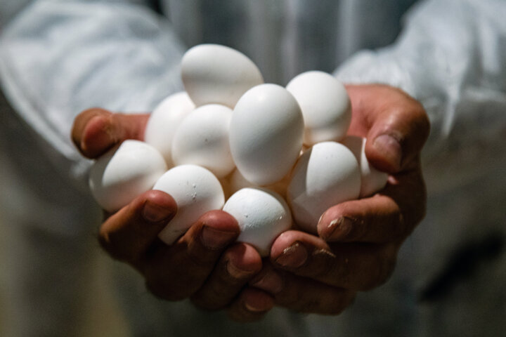 تخم مرغ تامین‌کننده متعادل نیازهای بدن