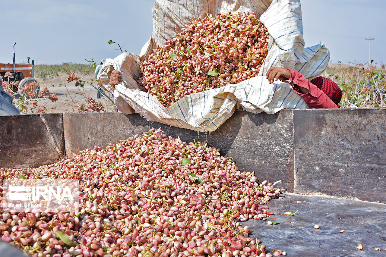 پسته، خنده را بر لب اقتصاد خوشاب خراسان رضوی مینشاند؟ پسته، خنده را بر لب اقتصاد خوشاب خراسان رضوی مینشاند؟