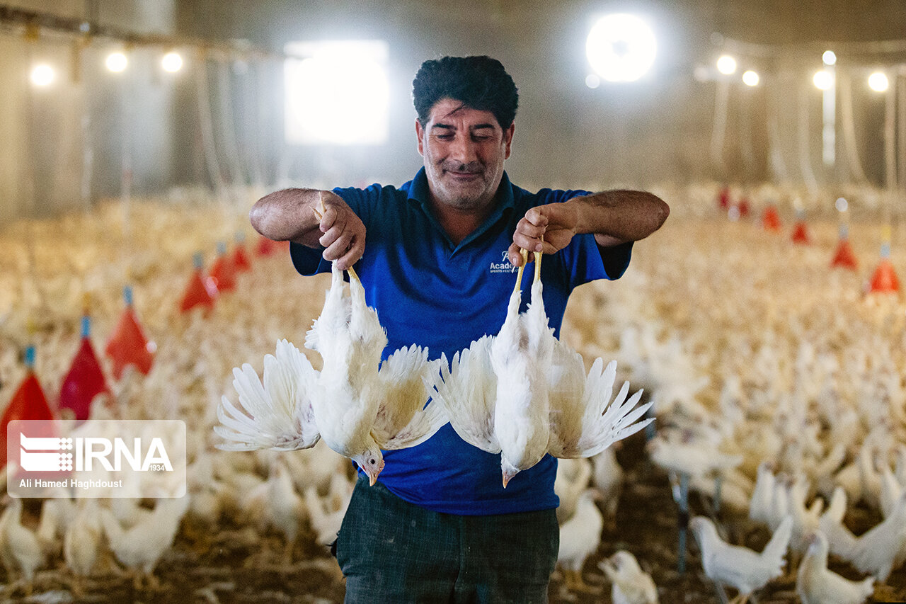 معاون وزیر جهاد کشاورزی: تولید مرغ کشور به مرحله پایداری رسیده است