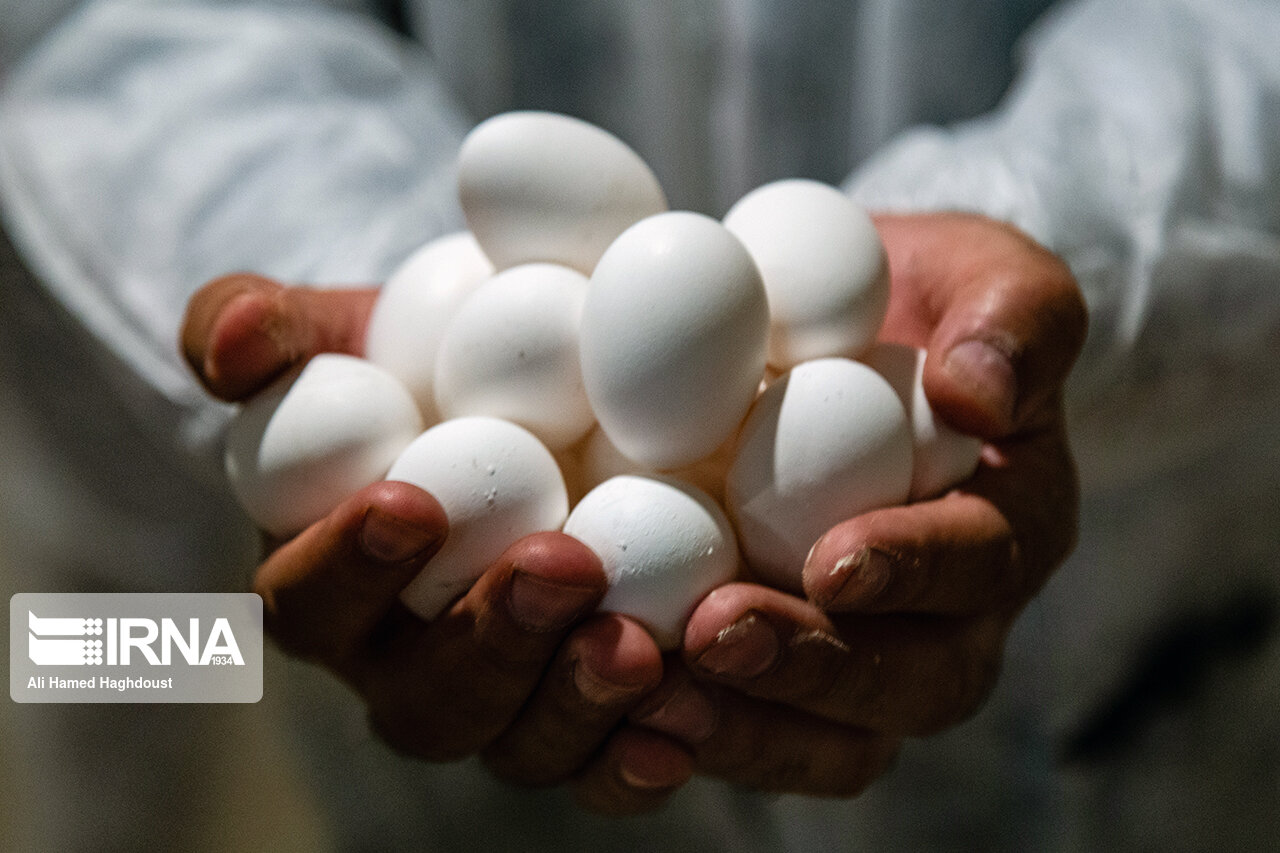 قیمت تخم مرغ در بازارهای روز کرج کاهش یافت