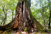 خطر گسترش آفت‌پذیری جنگل‌های هیرکانی