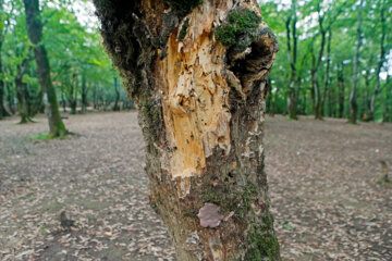 آفت به جان جنگلهای هیرکانی