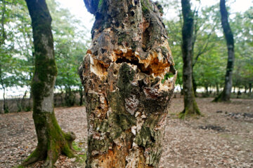 آفت به جان جنگلهای هیرکانی