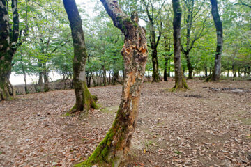 آفت به جان جنگلهای هیرکانی