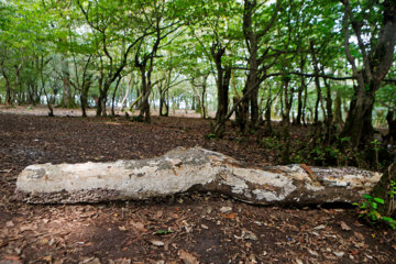 آفت به جان جنگلهای هیرکانی