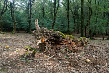 آفت به جان جنگلهای هیرکانی