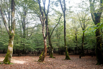 آفت به جان جنگلهای هیرکانی