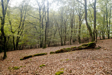 آفت به جان جنگلهای هیرکانی