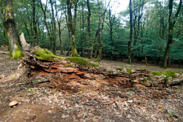 آفت به جان جنگلهای هیرکانی