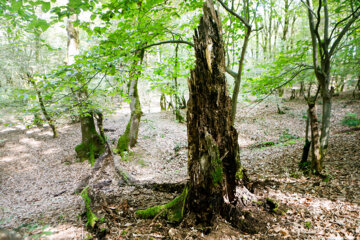 خسارت آفت سوسک قهوه ای برگخوار به هزار هکتار از درخت جنگلی توسکا