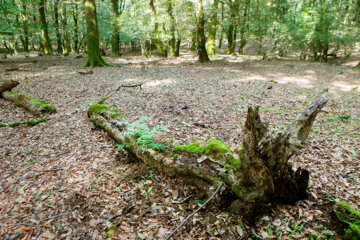 آفت به جان جنگلهای هیرکانی