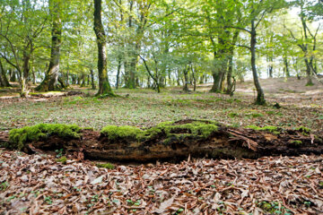 آفت به جان جنگلهای هیرکانی