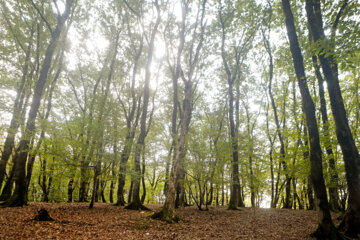 آفت به جان جنگلهای هیرکانی