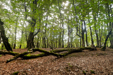 آفت به جان جنگلهای هیرکانی