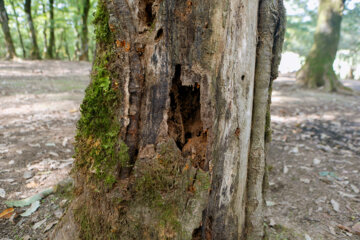 آفت به جان جنگلهای هیرکانی