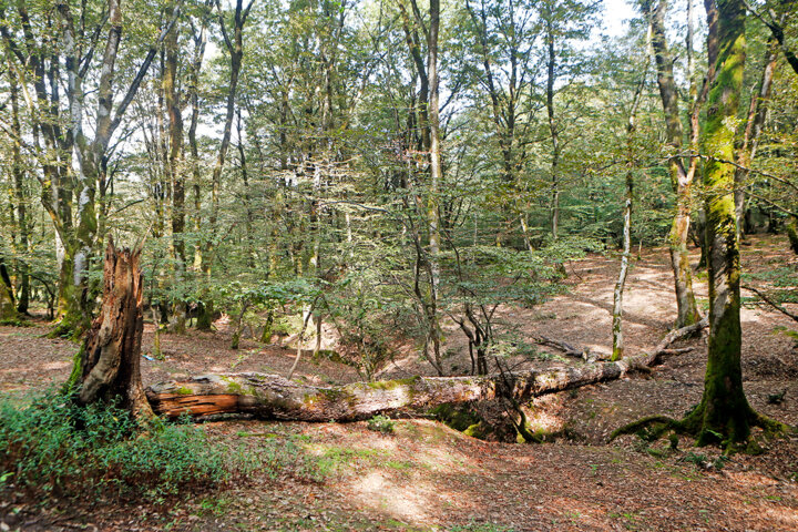 انصاری: برداشت درختان شکسته از جنگل قاچاق چوب را افزایش میدهد