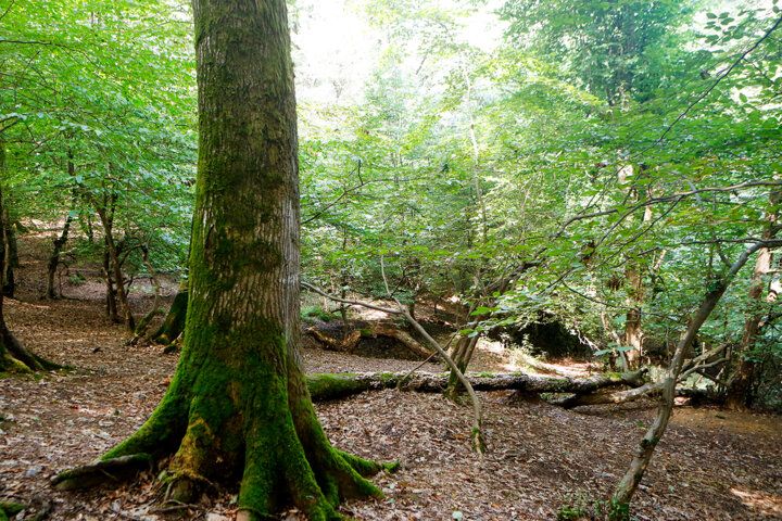 ادامه توقف بهره برداری صنعتی از چوب جنگل های هیرکان