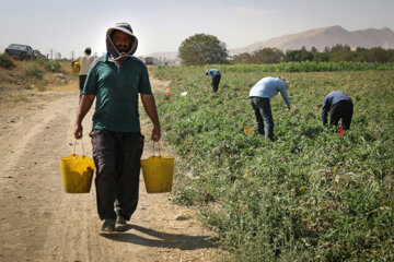 پخت رب سنتی در ارومیه