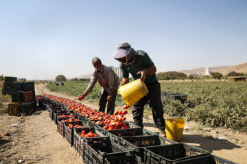 پخت رب سنتی در ارومیه