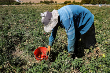 پخت رب سنتی در ارومیه