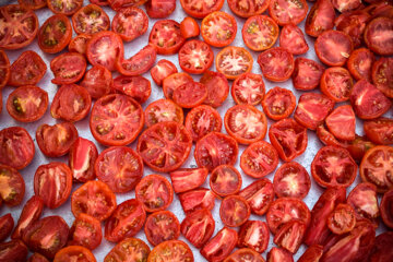 خشک کردن گوجه فرنگی در روستای «بیاره» شهرستان سی سخت 