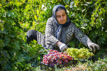  برداشت انگور از باغات روستای «بیاره» در شهرستان سی سخت 