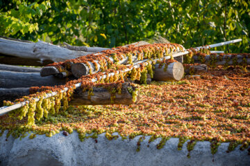 خشک کردن میوه بر روی پشت بام روستای «بیاره» شهرستان سی سخت 