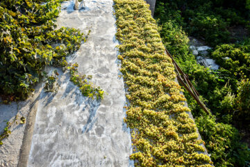 خشک کردن میوه بر روی پشت بام روستای «بیاره» شهرستان سی سخت 