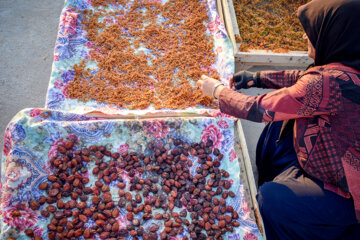 خشک کردن میوه در روستای «بیاره» شهرستان سی سخت 
