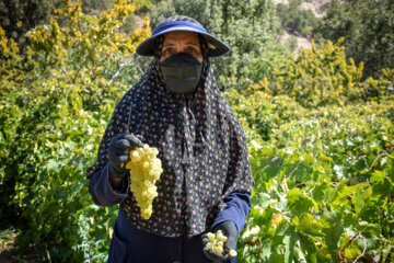  برداشت انگور از باغات روستای «بیاره» در شهرستان سی سخت 