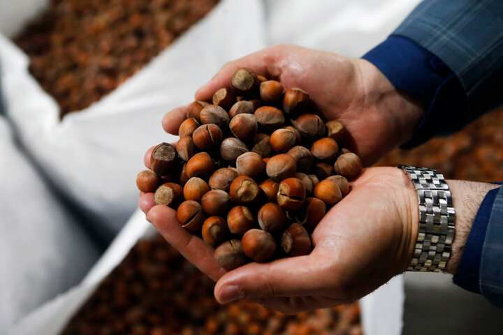 سایه یکتازی دلالان و فقدان حمایتها بر تولید فندق