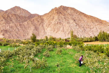 Festival de la grenade et de la figue à Jolfa, dans l’ouest de l’Iran 