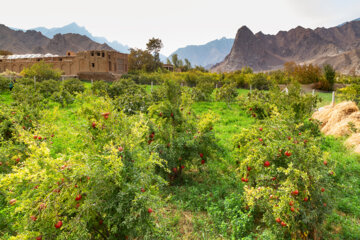 El 6º festival de la granada y el higo en el noroeste de Irán 