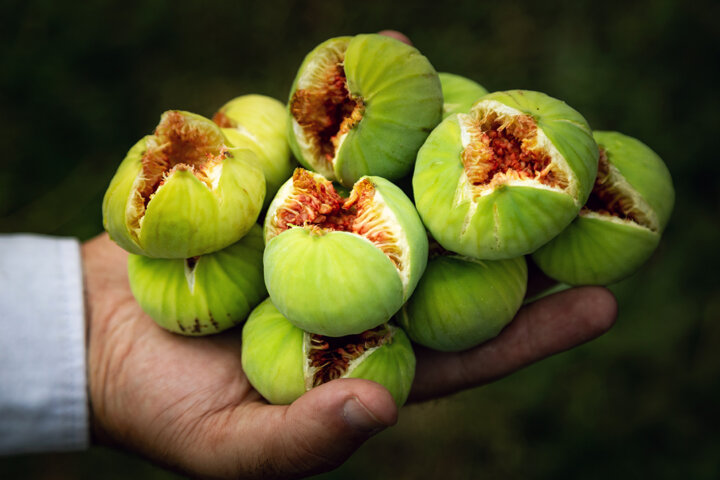 با ما مربای انجیر شفاف و خوشرنگ بپزید