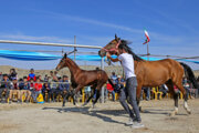 Schönheitswettbewerb für Pferde in Provinz Nord-Khorasan