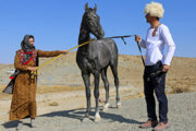 جشنواره زیبایی اسب اصیل ترکمن در کلاله آغاز شد
