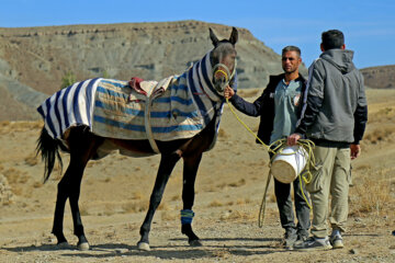 Concours national de beauté des chevaux turkmènes d'Iran