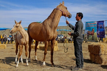 Concours national de beauté des chevaux turkmènes d'Iran