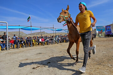El Festival Nacional del bello caballo turcomano en Jorasán del Norte 