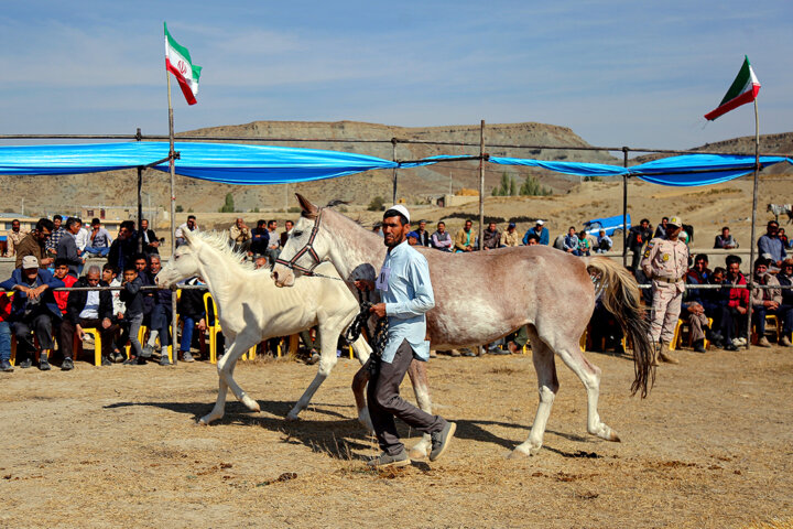 بجنورد، آماده برگزاری جشنواره ملی زیبایی اسب اصیل ترکمن است