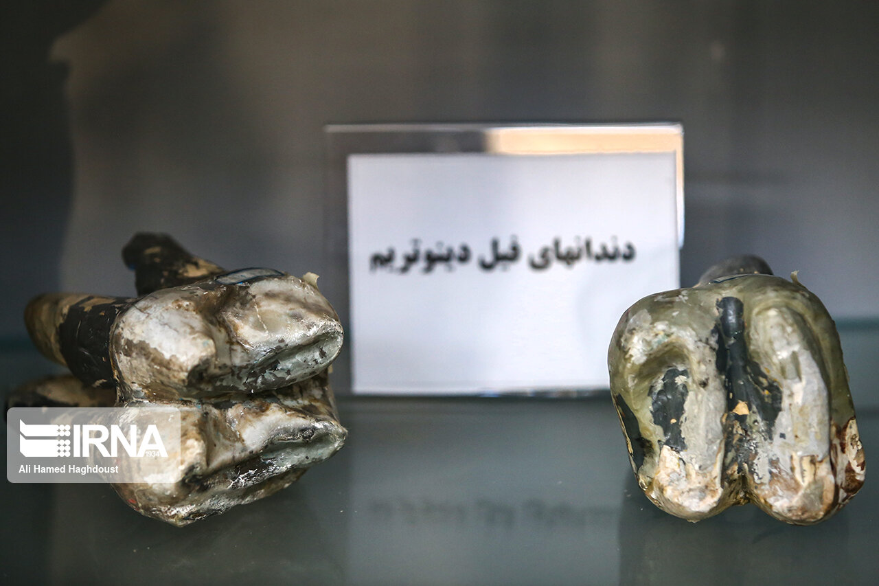 دیرینه‌شناس ایرانی: منطقه فسیلی مراغه یار دیرین فسیل‌شناسان جهان است