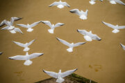 Vuelo de gaviotas en el norte de Irán