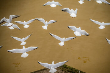 Iran: Mouette, symbole vivant de la ville portuaire de Bandar Anzali