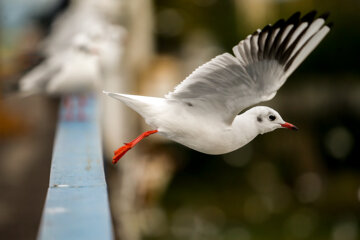 Iran: Mouette, symbole vivant de la ville portuaire de Bandar Anzali