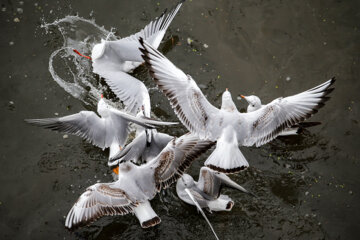 Iran: Mouette, symbole vivant de la ville portuaire de Bandar Anzali