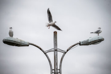 Iran: Mouette, symbole vivant de la ville portuaire de Bandar Anzali