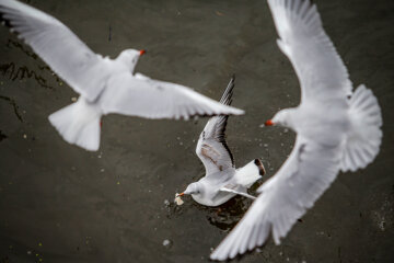 Iran: Mouette, symbole vivant de la ville portuaire de Bandar Anzali