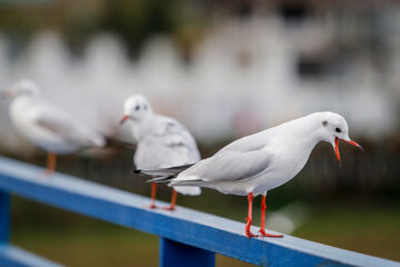 Iran: Mouette, symbole vivant de la ville portuaire de Bandar Anzali