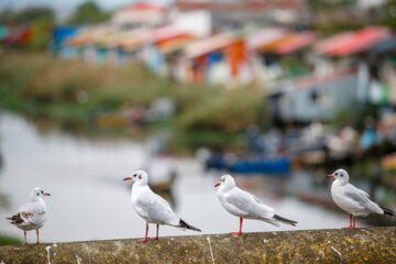 Iran: Mouette, symbole vivant de la ville portuaire de Bandar Anzali