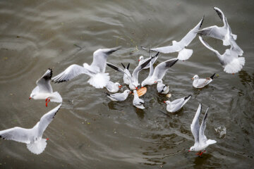 Iran: Mouette, symbole vivant de la ville portuaire de Bandar Anzali